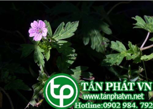 Mỏ hạc dùng làm thuốc cường gân cốt, trừ phong thấp