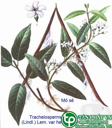 Mỏ sẻ chữa ho, đau mắt, mụn nhọt