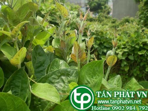 Mơ tam thể trị giun kim