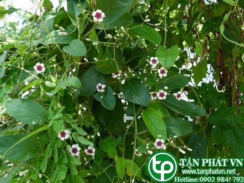 Mơ tròn trị lỵ trực tràng, chữa sôi bụng