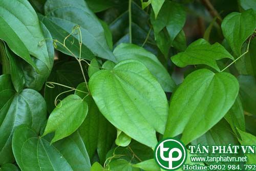 Móc bò đỏ tri lỵ, dùng tri bệnh sốt