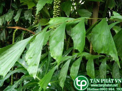 Móc đơn kích thích sinh dục, nhuận tràng, chữa viêm đường tiết niệu