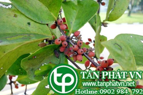 Mộc ký ngũ hùng trị đau, loẻt
