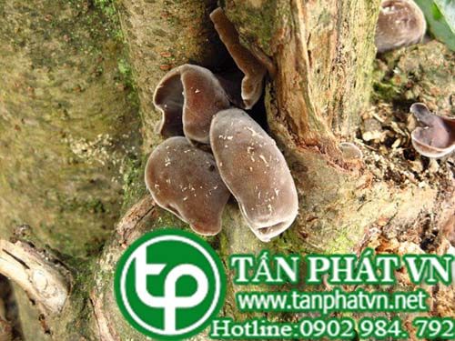 Mộc nhĩ lông trị đái buốt, kiết lỵ, băng huyết