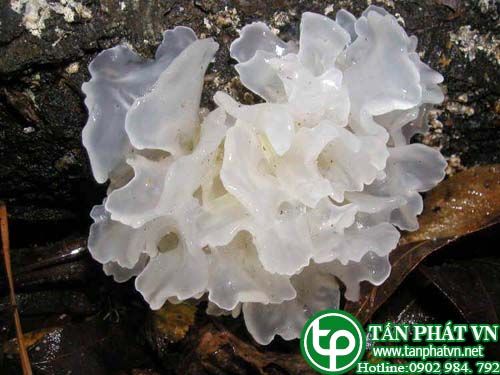 Mộc nhĩ trắng chữa  suy thận sau khi ốm, khô miệng, táo bón, đờm có rãi có máu