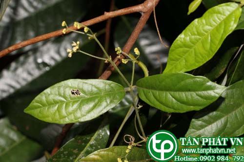 Mộc thông dùng trị thống phong, làm thuốc bổ, lợi tiêu hóa
