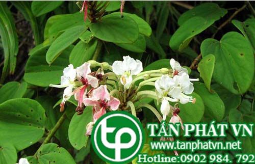 Móng bò làm dây buộc rất dai, trị lỵ