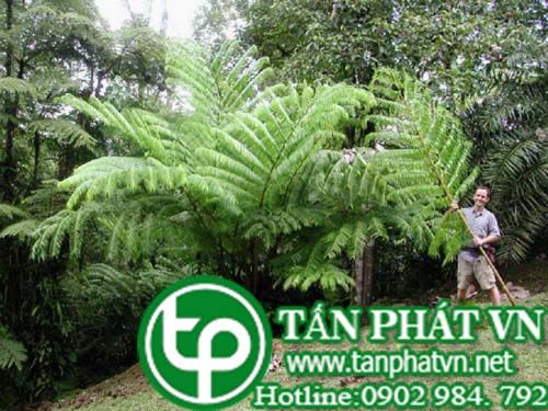 Móng ngựa lá to làm rau ăn được, ỉa chảy, nôn mửa