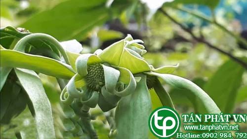 Móng rồng nhỏ làm thuốc trị trúng gió, đau nhức gân xương