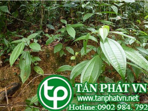 Mua rừng làm thuốc chữa thiếu máu, chữ phụ nữ bí đái