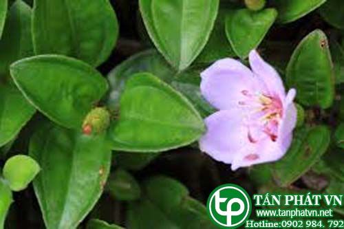 Mua thấp sai khớp, rong kinh tế thấp