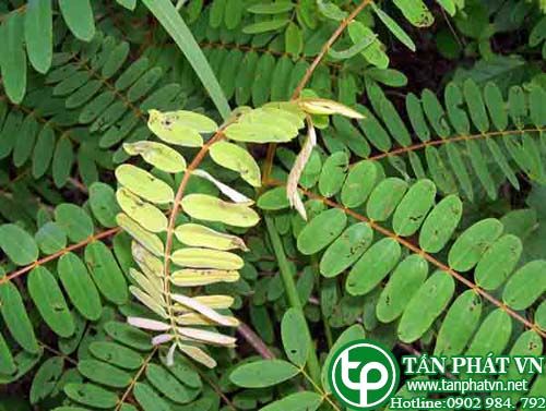 Muồng đỏ làm thuốc trị giun, trị nghẻ