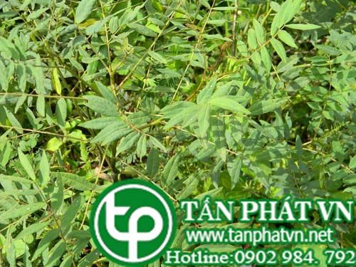 Muồng ngót trị sưng gan có mủ, viêm họng, viêm tuyến lâm ba
