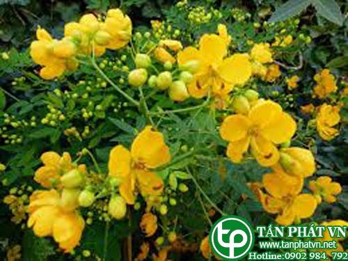 Muồng nhiều hoa trị cảm mạo, bí tiểu tiện, đau răng