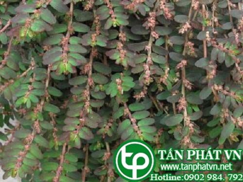 Mướp lá đẹp dùng trị viêm quản cấp, mạn tính