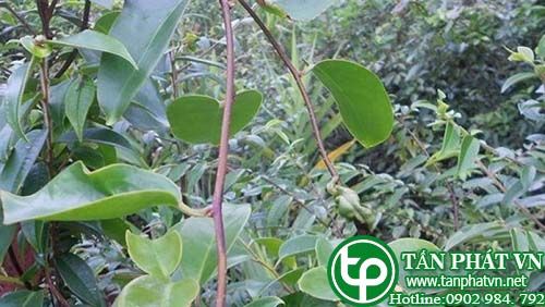 Na leo chữa động kinh, tê thấp