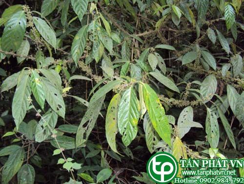 Ná nang lá nguyên trị mụn, trị đau đầu