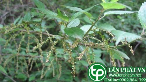 Nai trị bệnh về đường hô hấp