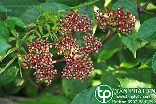 Nam xích thước trị cảm gió, chân tay lanh