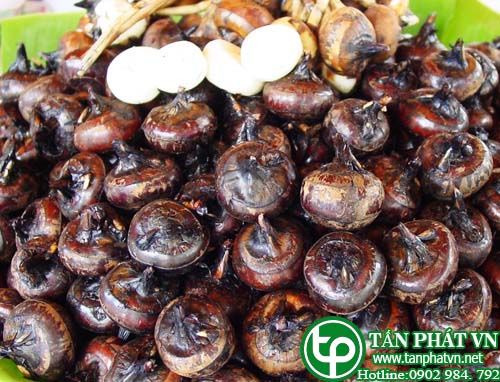Năng củ trị tiêu khát, táo bón, lỵ ra máu, mắt sưng đỏ