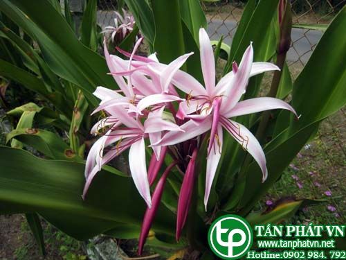 Nắng hoa đỏ trị bỏng, chín mé, nhọt, tê thấp