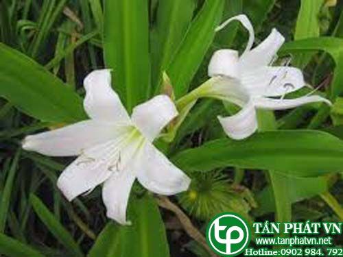 Náng lá rộng trị thấp khớp, mụn nhọt, mưng nủ