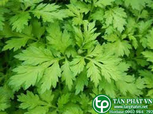 Ngải cứu trị đau bụng kinh, kinh nguyệt không đều,lậu huyết