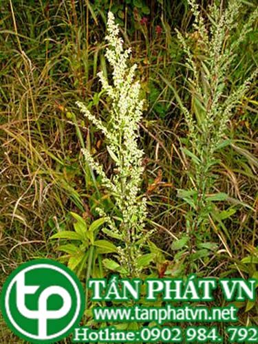 Ngải nhật trị cảm sốt, đau đầu, sốt rét, lở miệng
