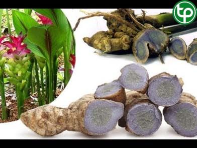 Nghệ đen trị đau kinh, bế kinh huyết tích, khó tiêu, đầy bụng