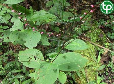 Nghể hình sợi trị đòn ngã tổn thương, gẫy xương, đau lưng, đau dạ dày