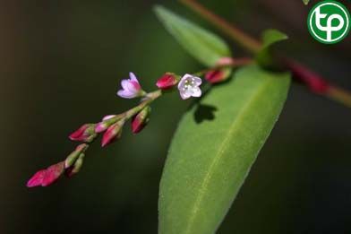 Nghể mềm trị viêm ruột, viêm dạ dày ruột cấp tính, cảm nắng