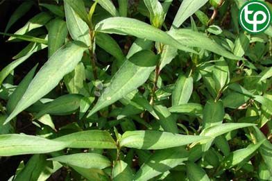 Nghể răm trị đau nhức xương khớp, đòn ngã ứ đau