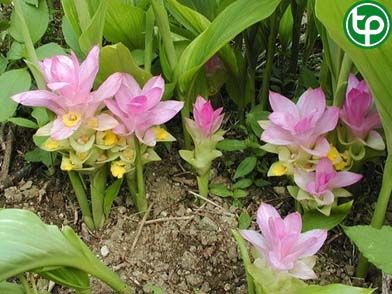 Nghệ trắng trị tức ngực, trướng bụng, chảy máu cam, đái ra máu