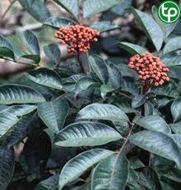 Ngô thù du chữa nôn mửa, đỉa ỉa, tiêu hóa, nhức răng