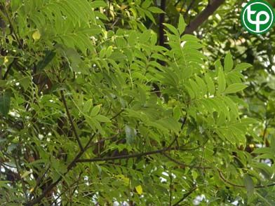 Ngô thù du lá xoan trị đau dạ dày, đau đầu, đau tim