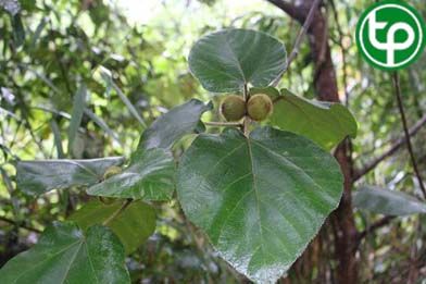 Ngõa lông trị phong thấp, trĩ, thủy nhũng