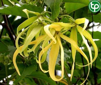 Ngọc lan tây trị sốt rét, chữa hen, trị ghẻ