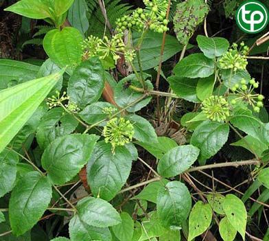 Ngũ gia bì tri thận hư yếu, gầy mất sức, lưng đau mỏi