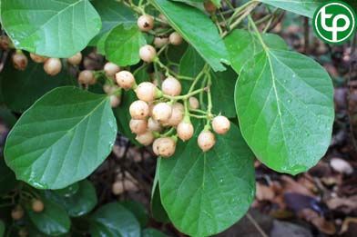 Ngút nhớt làm thuốc đắp trị bệnh nấm