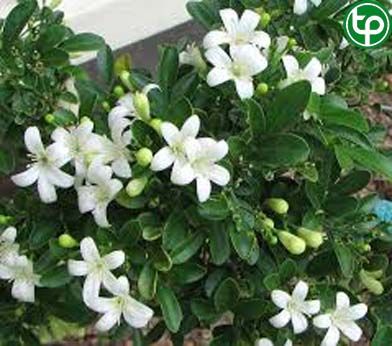 Nguyệt quế trị ỉa chảy, bạch đới, phù nhũng