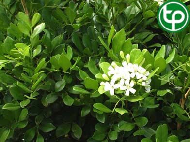 Nguyệt quới trị phong thấp, nhức răng, bổ phổi, ho có đờm