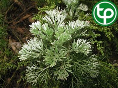 Nhân trần trung quốc làm ra mồ hôi, giải nhiệt, chống vàng da