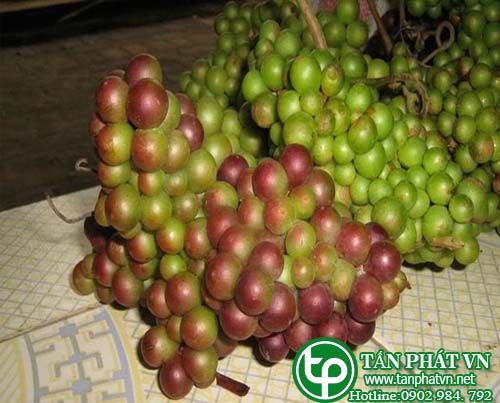 Nho rừng trị bệnh da liễu