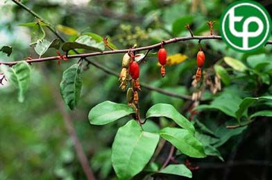 Nhót loureiro trị hen, viêm khí quản, đau dạ dày