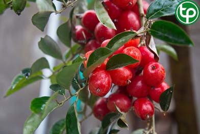 Nhót rừng chữa bệnh tràng nhạc