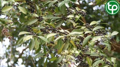 Nhựa ruồi lá nhỏ trị cảm, sốt cao, sưng họng, sưng amydal