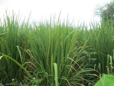 Niễng trị táo bón, kiết lỵ