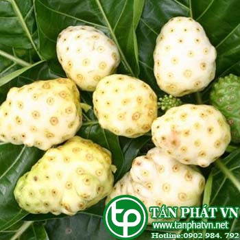 Nơi cung cấp trái nhàu tại tphcm giao hàng nhanh