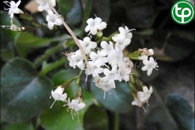 Nữ lang nhện chữa đau dạ dày