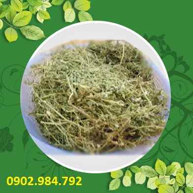 Ở đâu bán diệp hạ châu tại Hòa Bình uy tín